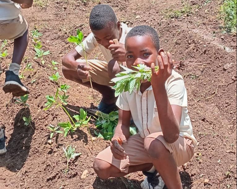 Students at Thomazeau School watering and harvesting spinach in the school garden.